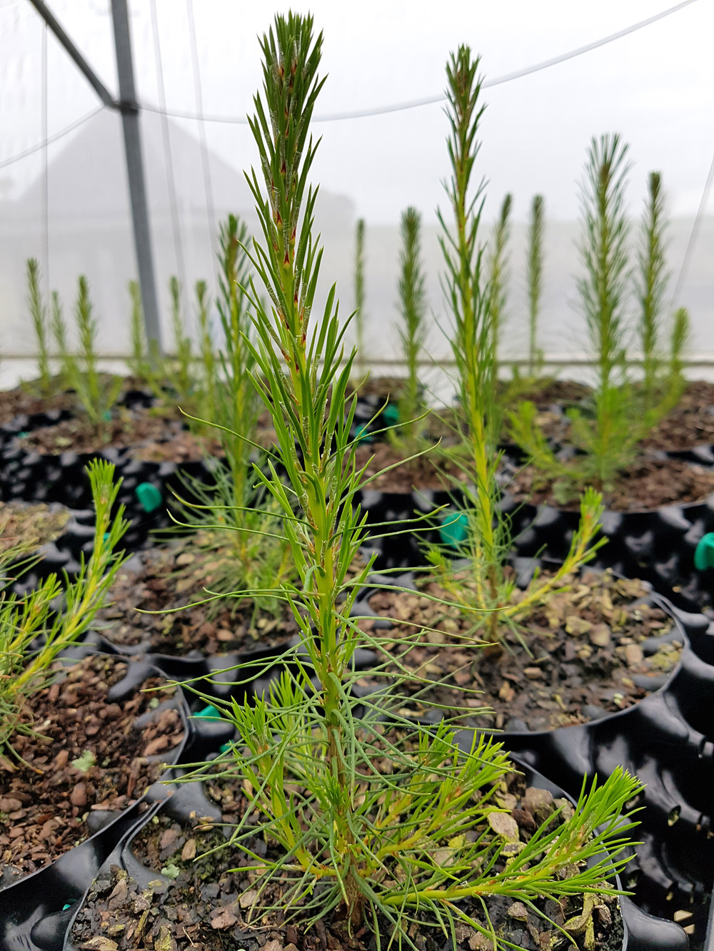 Pinus Sylvestris - Scots Pine