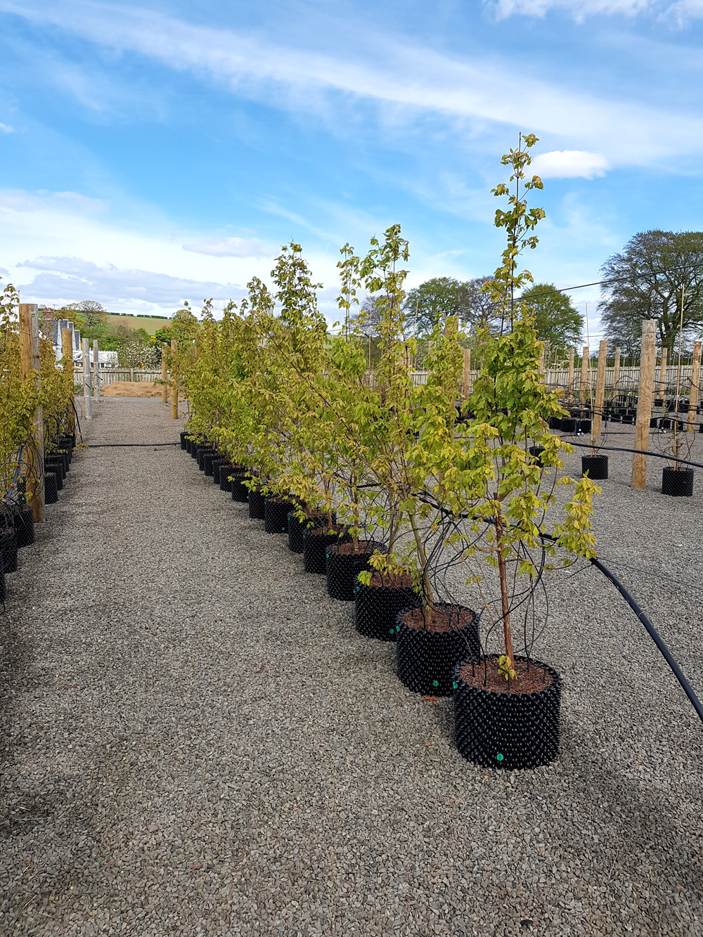 Acer Griseum 1.75mtrs tall
