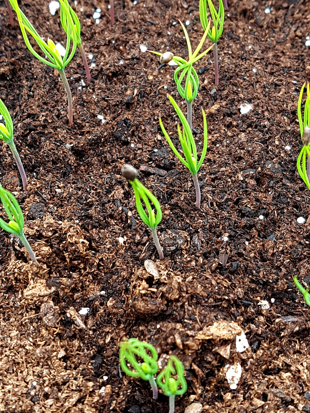 christmas tree seedlings for sale near me