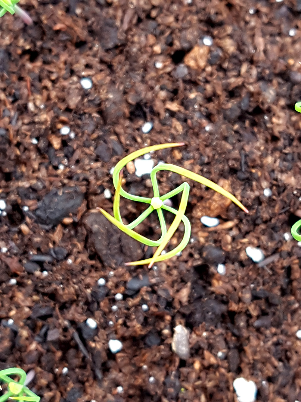 Scots Pine Seedlings